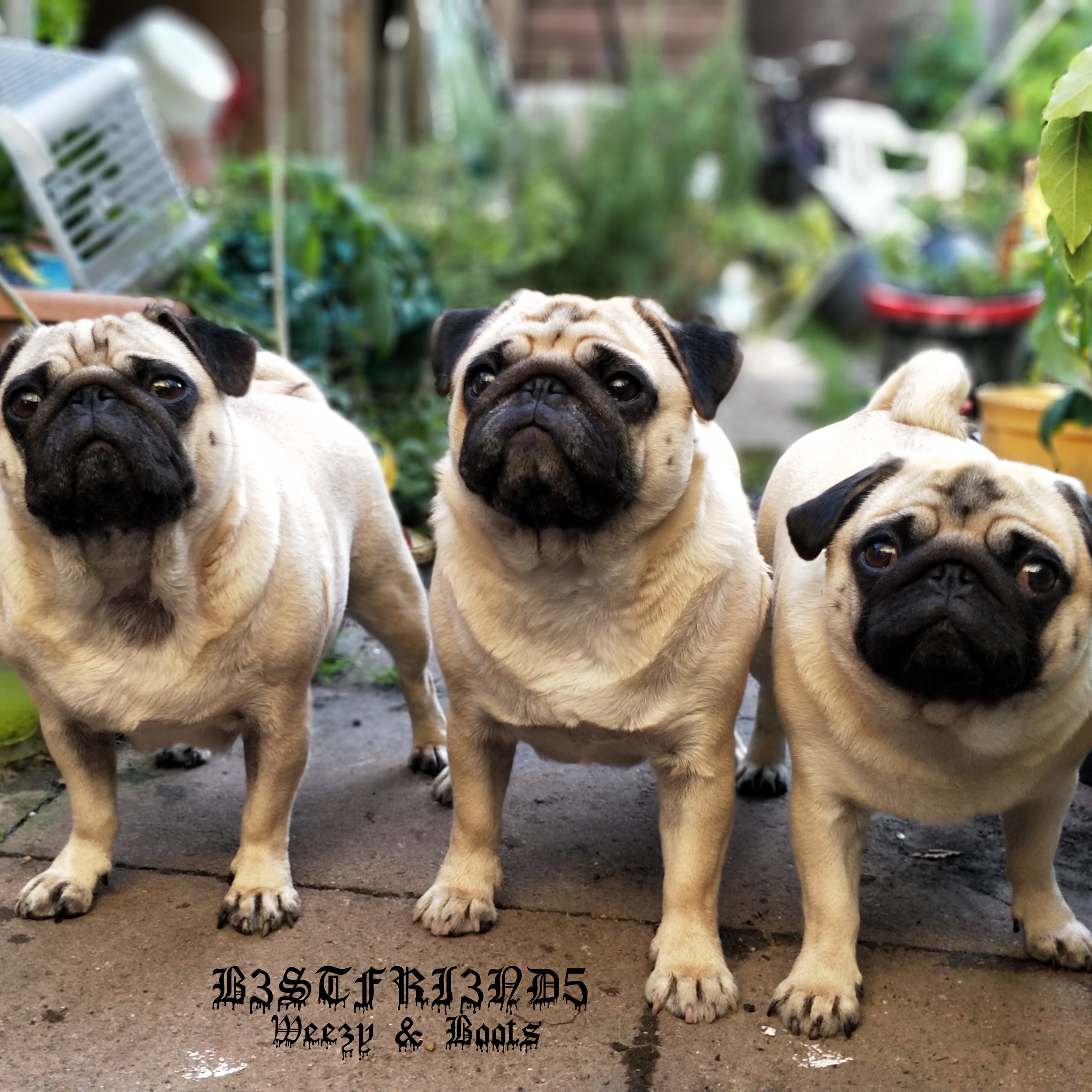 Asleep in the Valley of Giants (Instrumental)